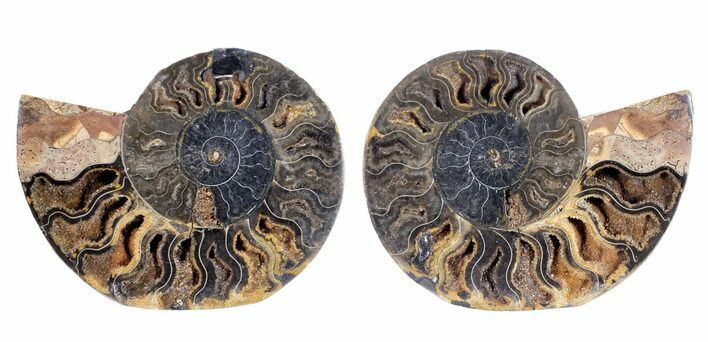 Split Black/Orange Ammonite Pair - Unusual Coloration #55606